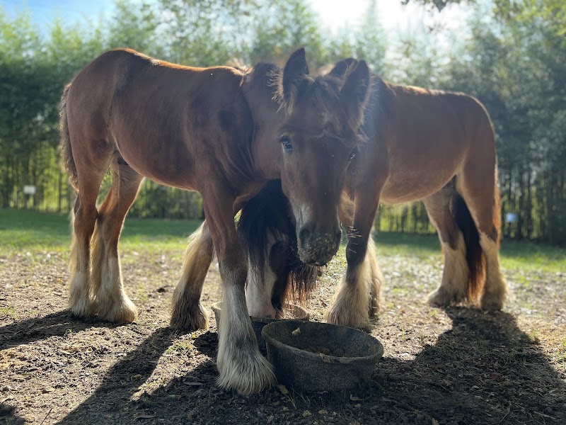 Bluewater Horse Ranch LLC - Photo 1