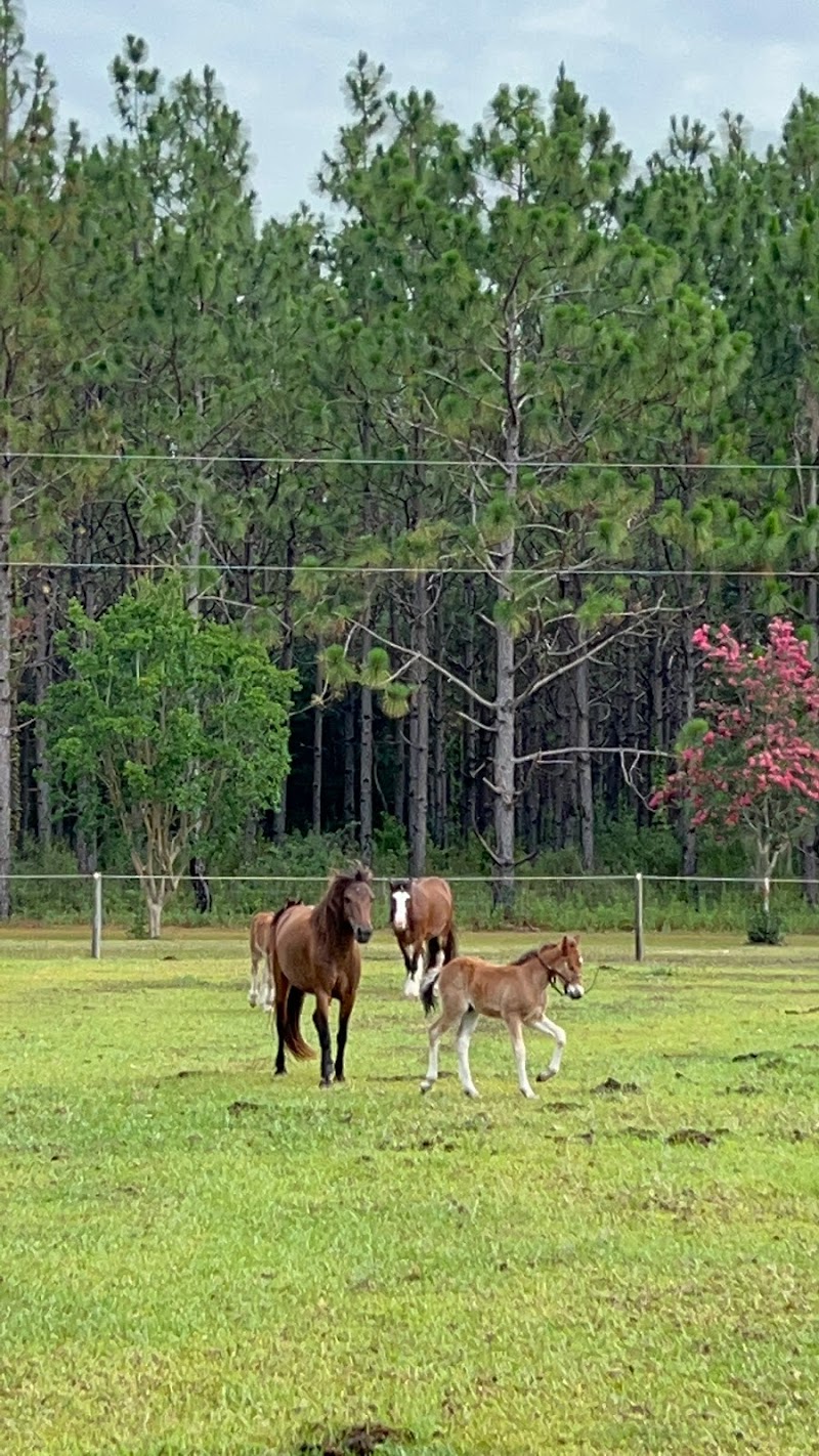 Bluewater Horse Ranch LLC - Photo 5