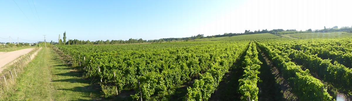Pizzorno winery (Pizzorno Family Estates)