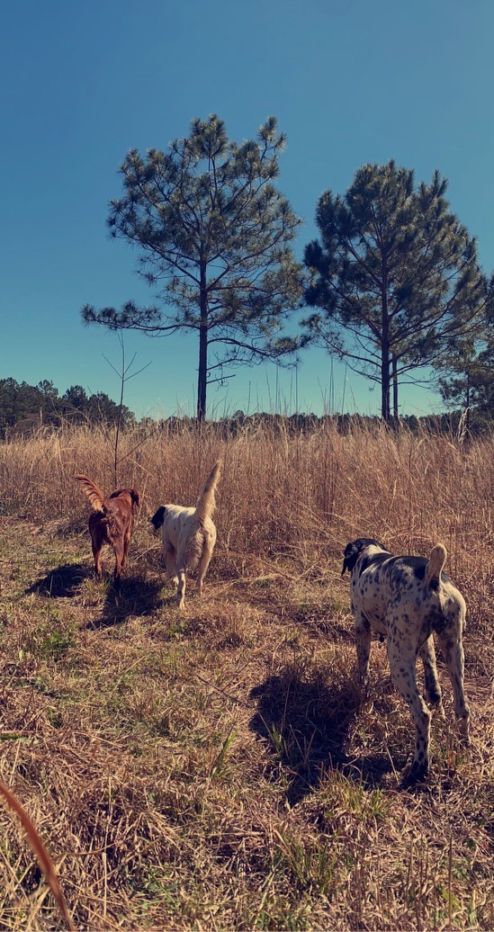 Mc Cranie Quail Plantation - Photo 5