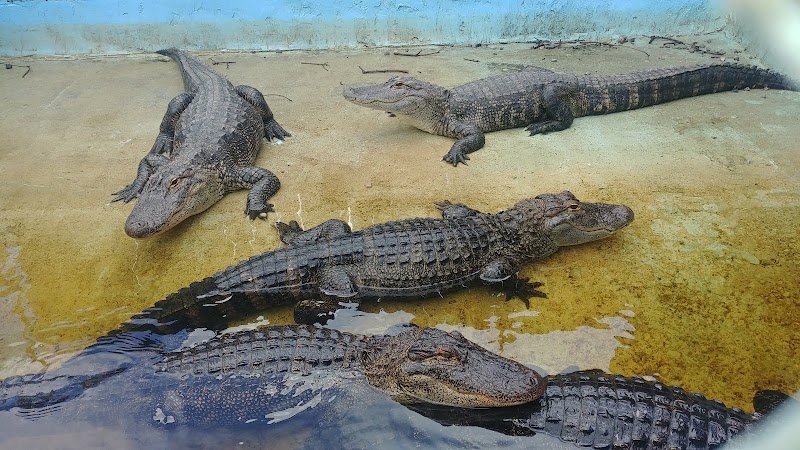 Gulf Coast Gator Ranch & Tours - Photo 4