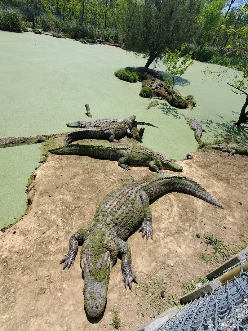 Gulf Coast Gator Ranch & Tours - Photo 1