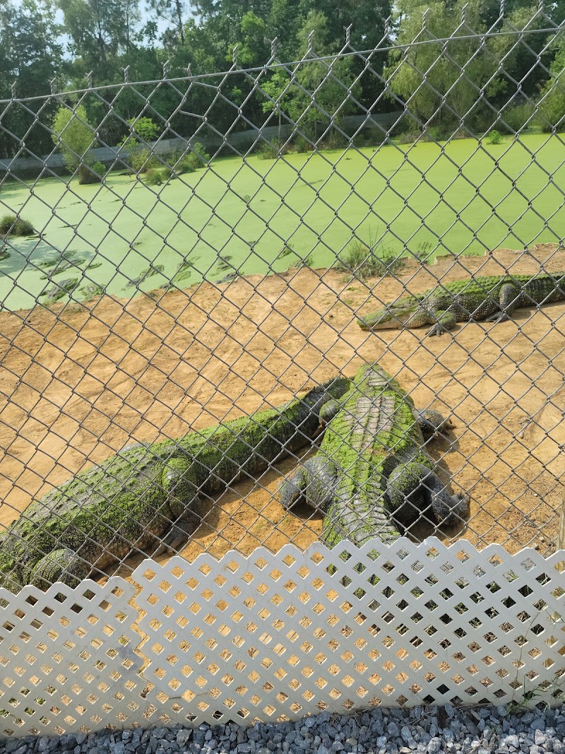 Gulf Coast Gator Ranch & Tours - Photo 2