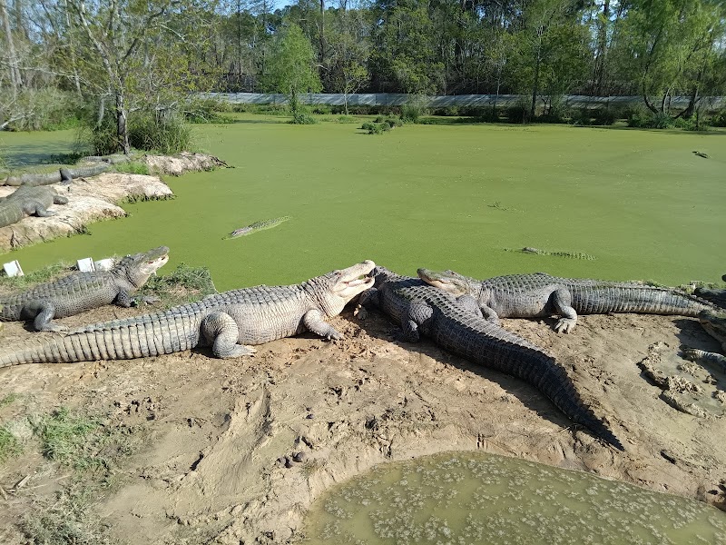 Gulf Coast Gator Ranch & Tours - Photo 6