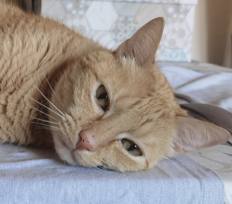 Aoiz clínica Veterinaria