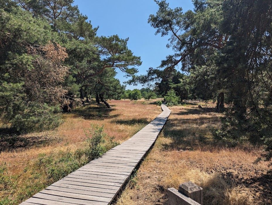 Schwanheimer Düne fotoğraf 1