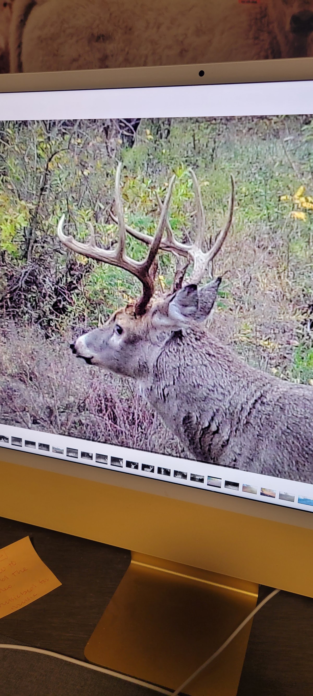 Ranch Country Whitetails