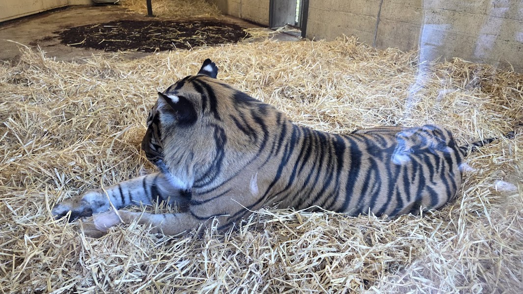 Sumatran Tiger