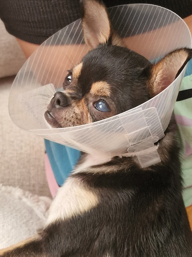 Clínica Veterinaria Tendetes