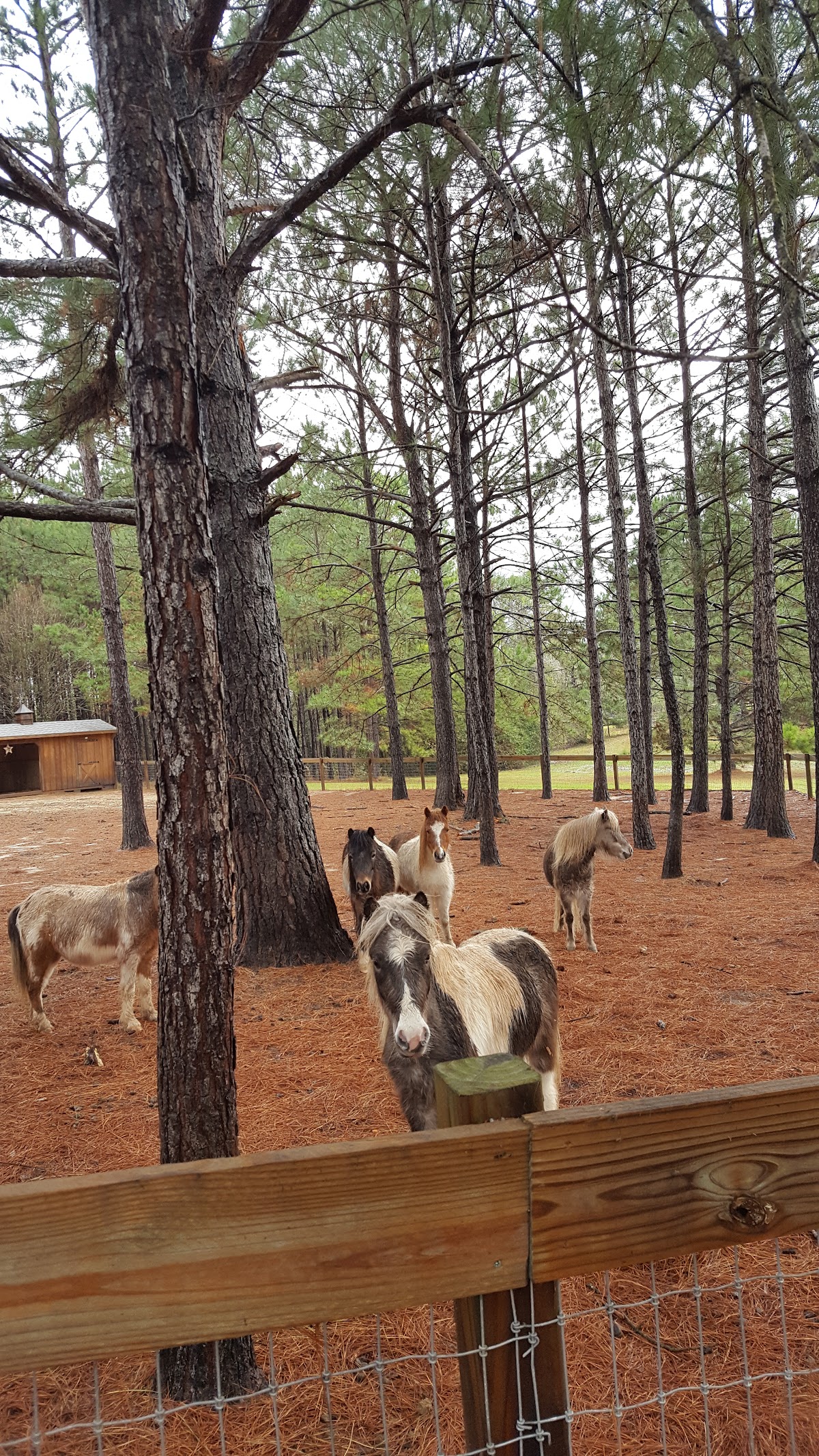 Alegria Ranch