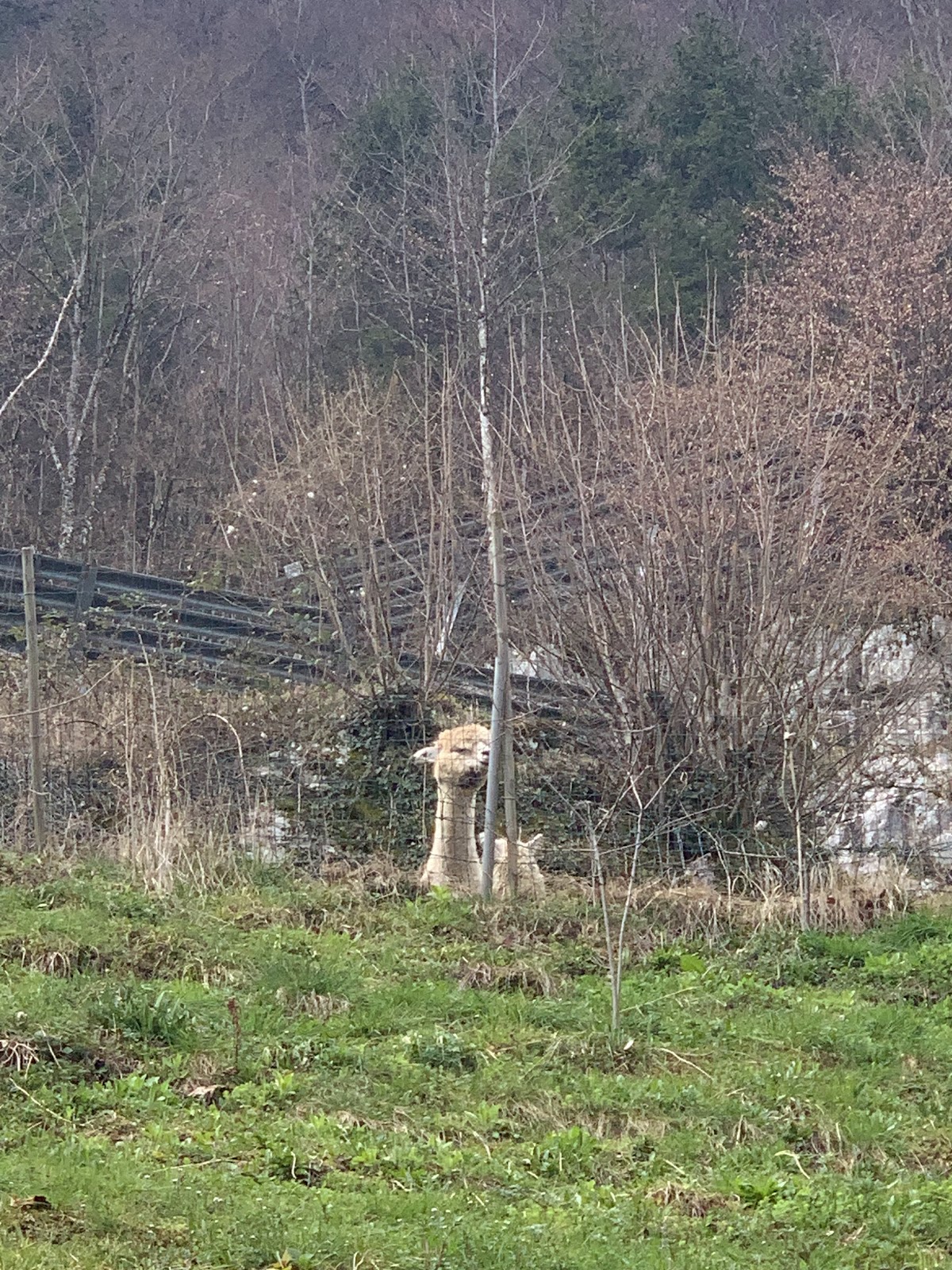 Local Alpaca