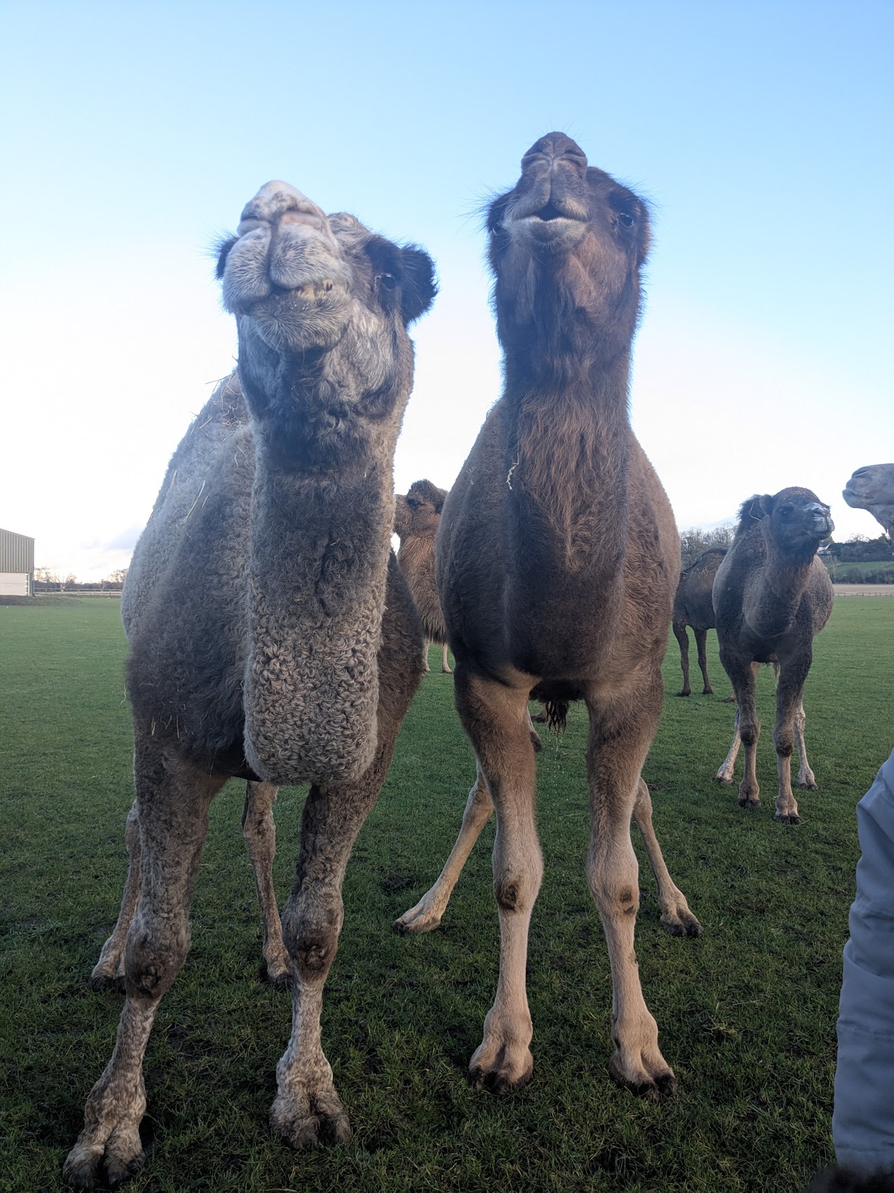 Josephs Amazing Camels