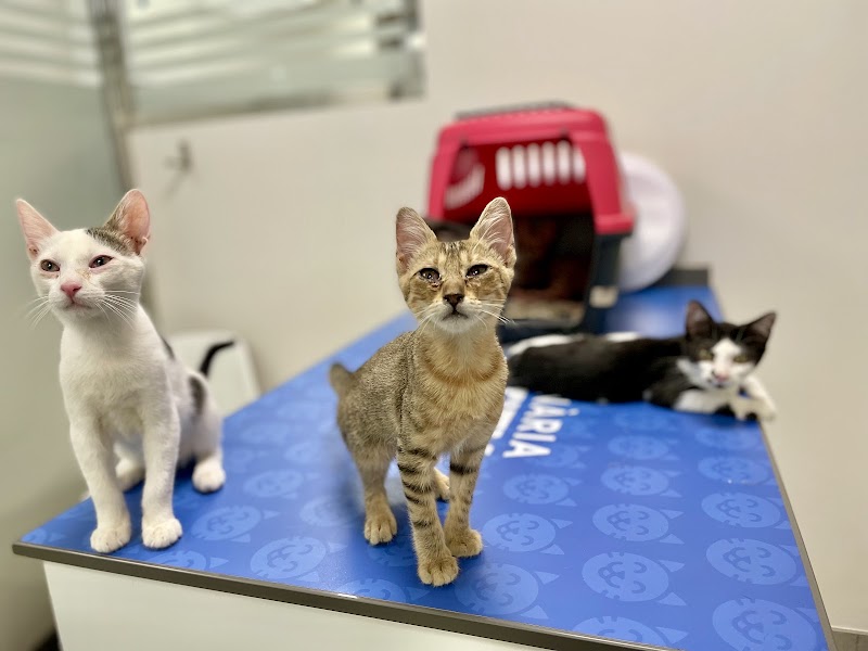 Veterinària Costitx