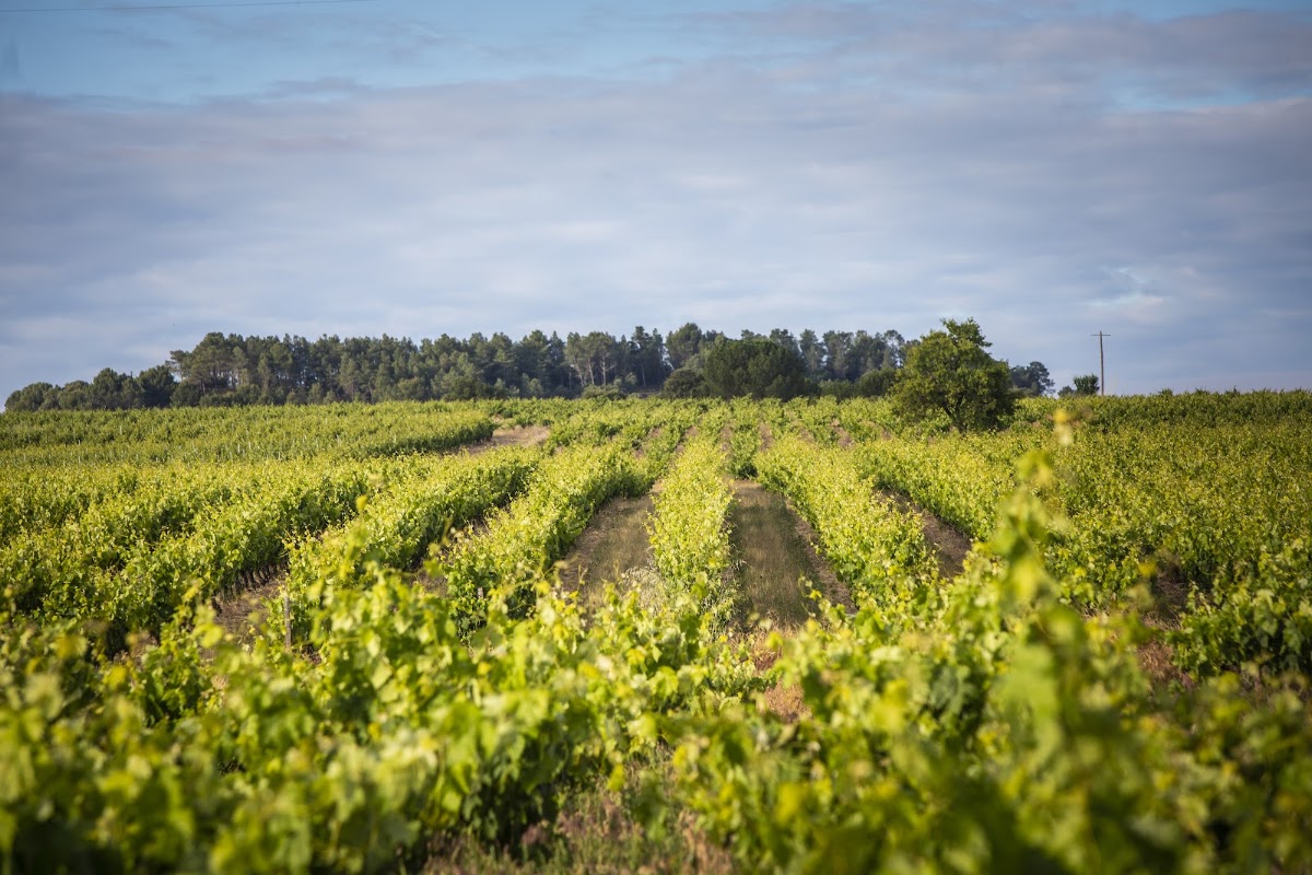 Bodega Finca Torremilanos - Ribera del Duero