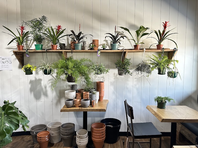 Curiouser Coffee and Conservatory photo 1