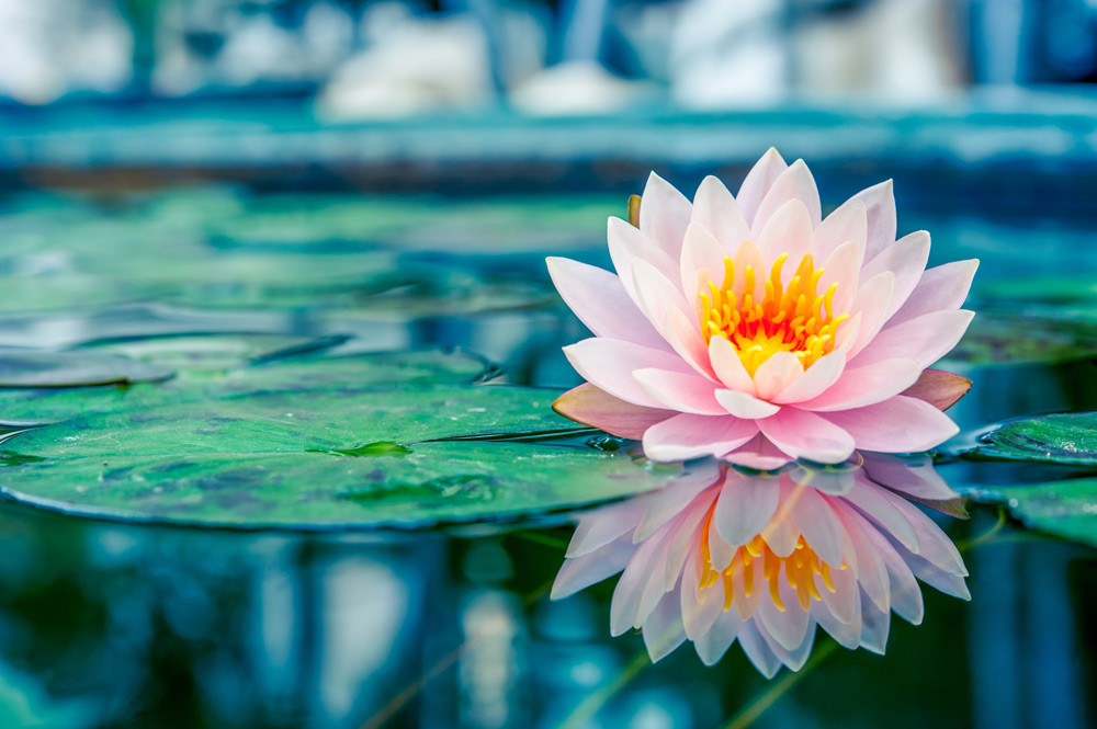 Rising Lotus Wellness Studio (wellnesskathmandu)