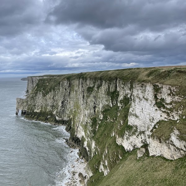 RSPB Bempton Cliffs