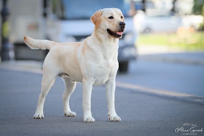 VikVal Kennel בית גידול כלבים