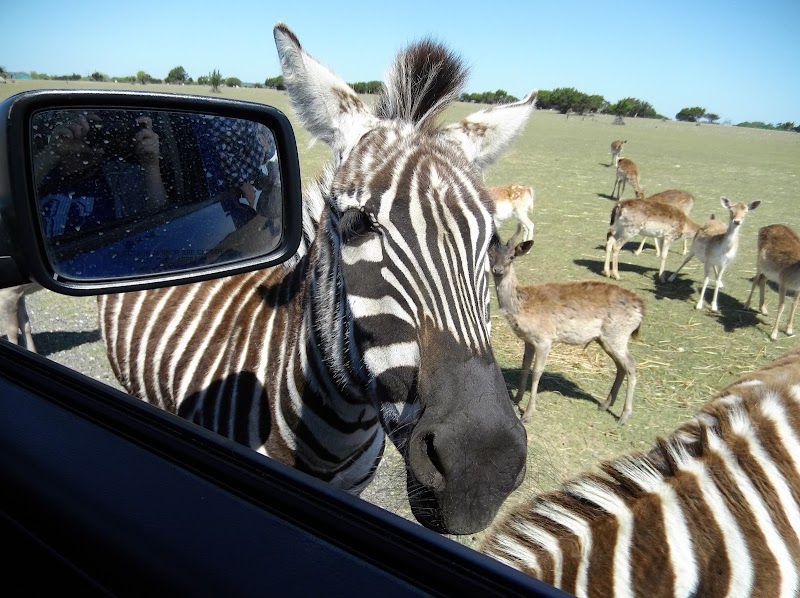 Topsey Exotic Ranch & Park - Photo 1