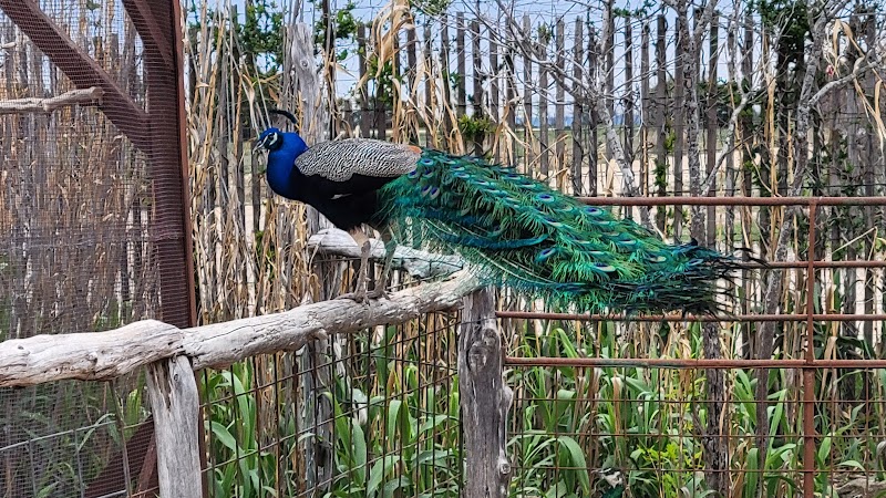 Topsey Exotic Ranch & Park - Photo 5