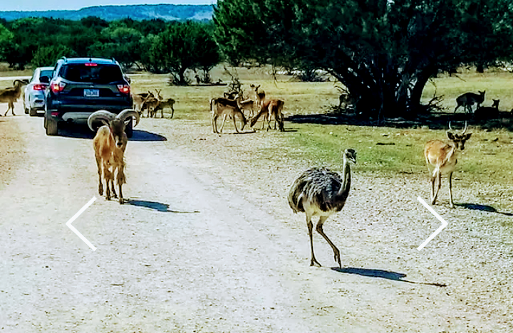 Topsey Exotic Ranch & Park