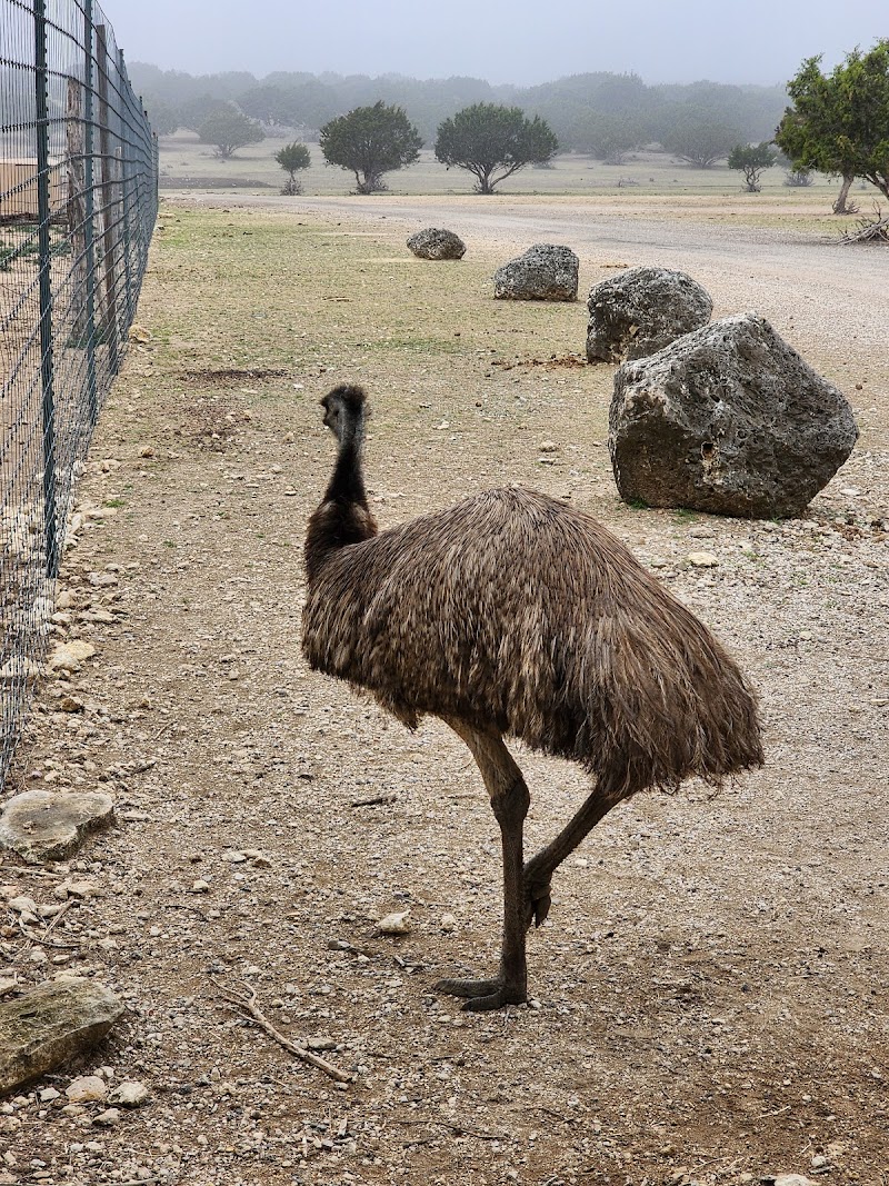 Topsey Exotic Ranch & Park - Photo 4