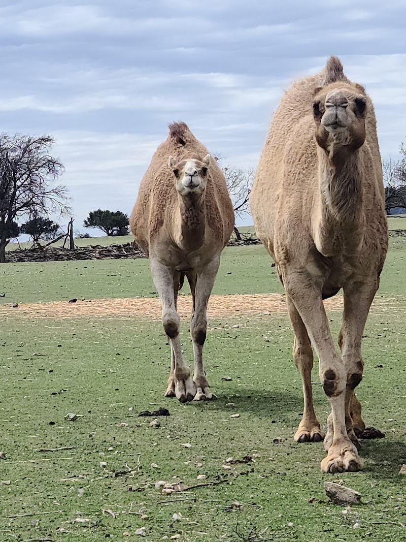 Topsey Exotic Ranch & Park - Photo 6