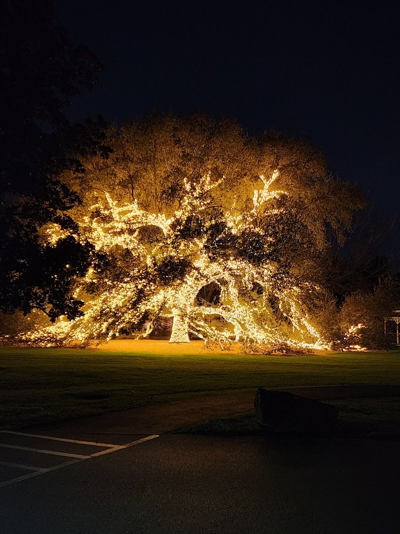 The Manor House photo 7