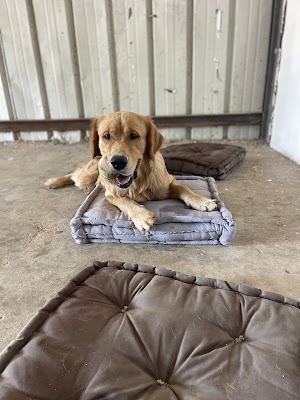 המרכז הכלבני של Wild k9 Israel