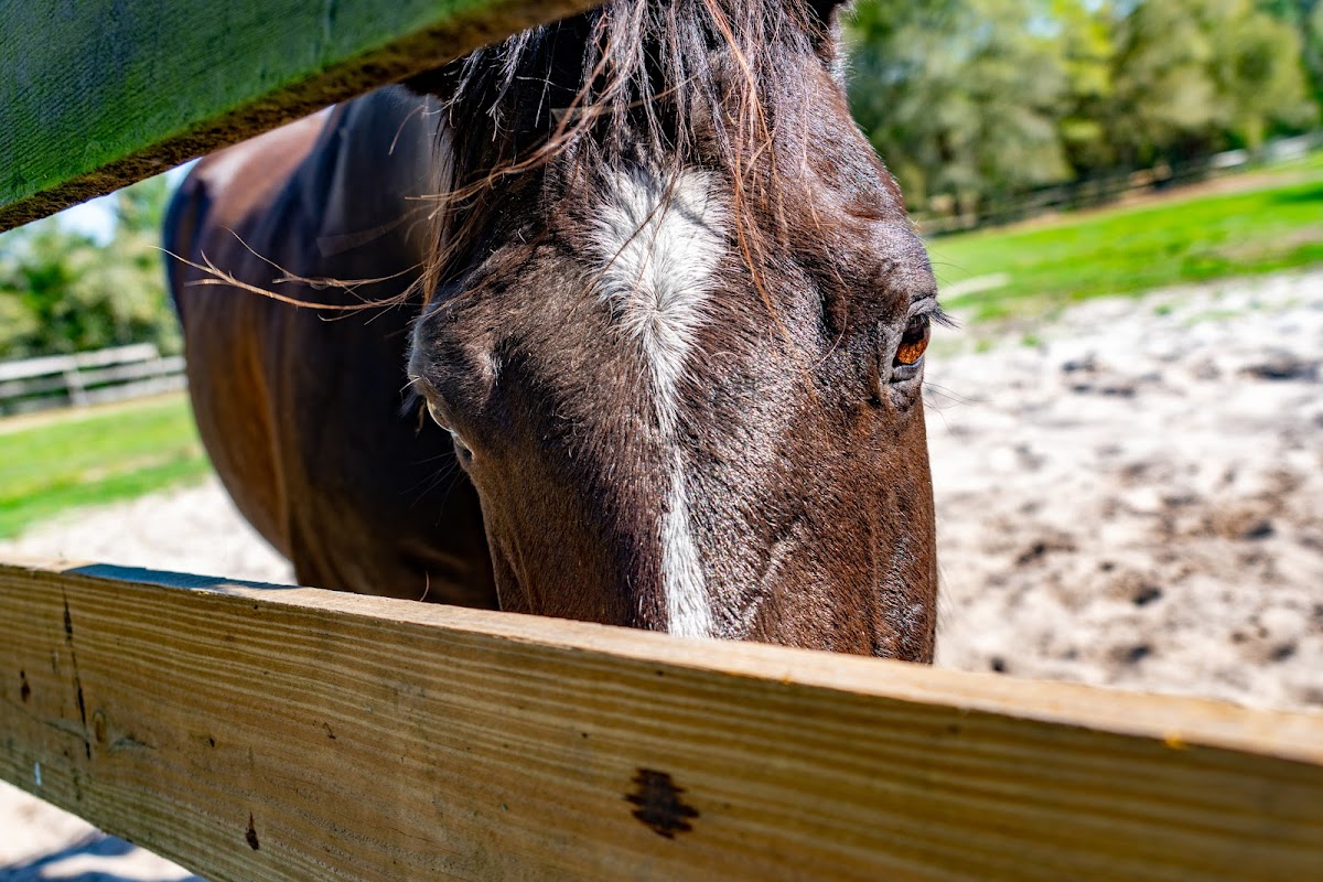 Happy Acres Ranch