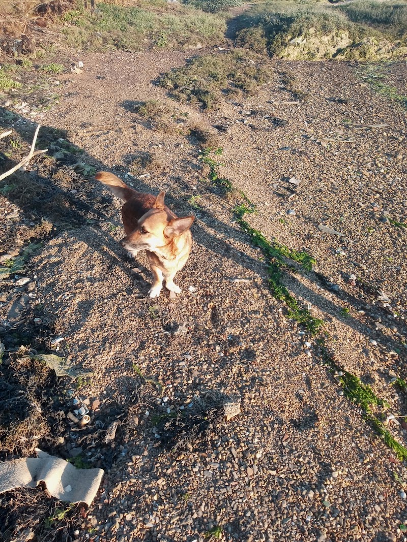 CLÍNICA VETERINARIA DEL CANTÓN photo 5