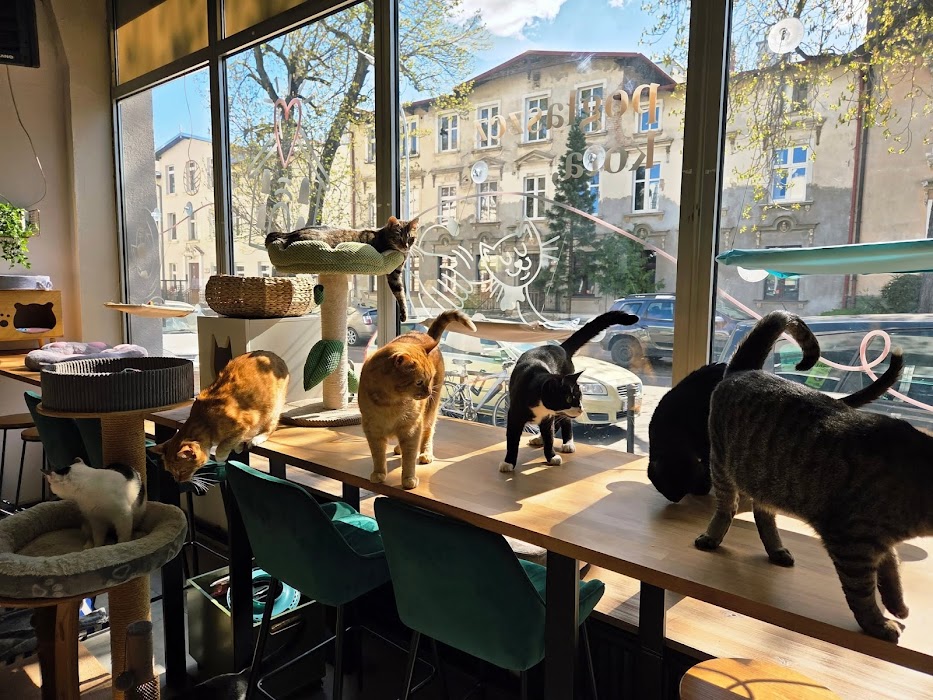Kotka Cafe (dla 14+) fotoğraf 1