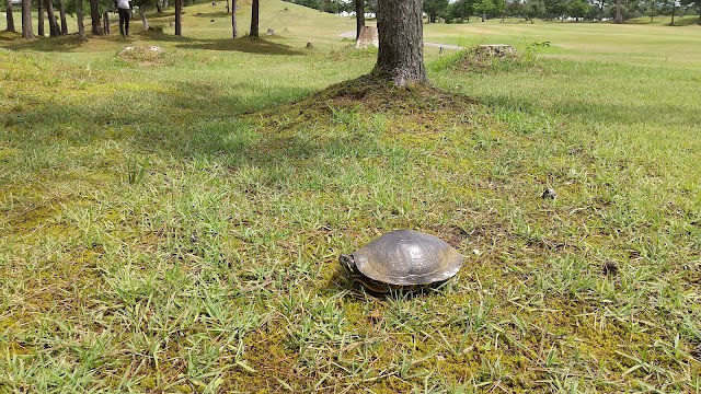 Cherry Golf Group Wakura Golf Club - Photo 7