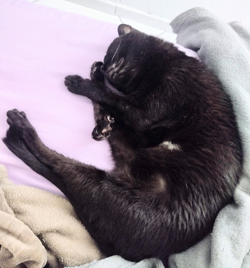 Foto de Clínica Veterinária Iririú - Filial