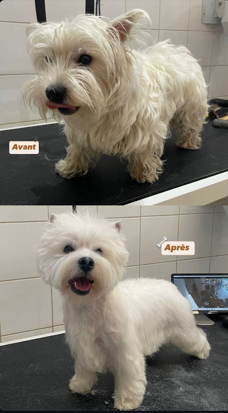 LITTLE TOUTOU CHIC PARIS 17 / DOG SPA