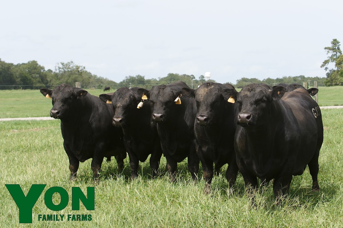 Yon Family Farms