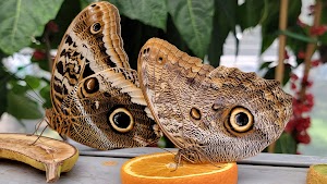 Montreal Insectarium