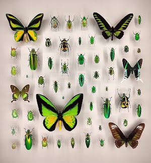 Montreal Insectarium