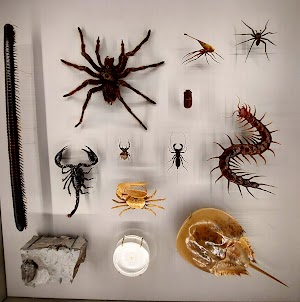 Montreal Insectarium
