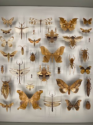 Montreal Insectarium
