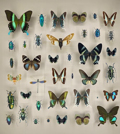 Montreal Insectarium
