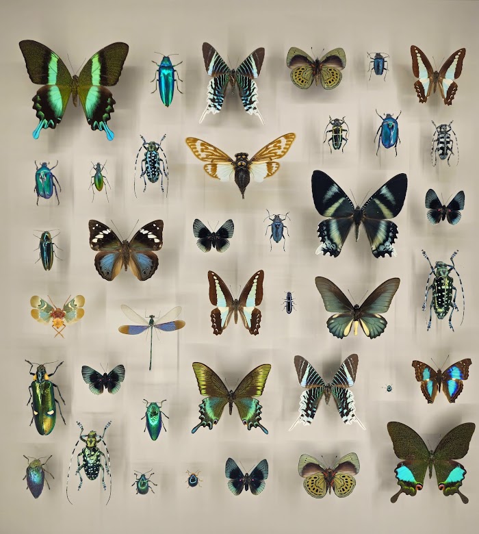 Montreal Insectarium