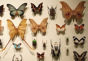 Montreal Insectarium