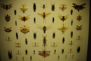 Montreal Insectarium