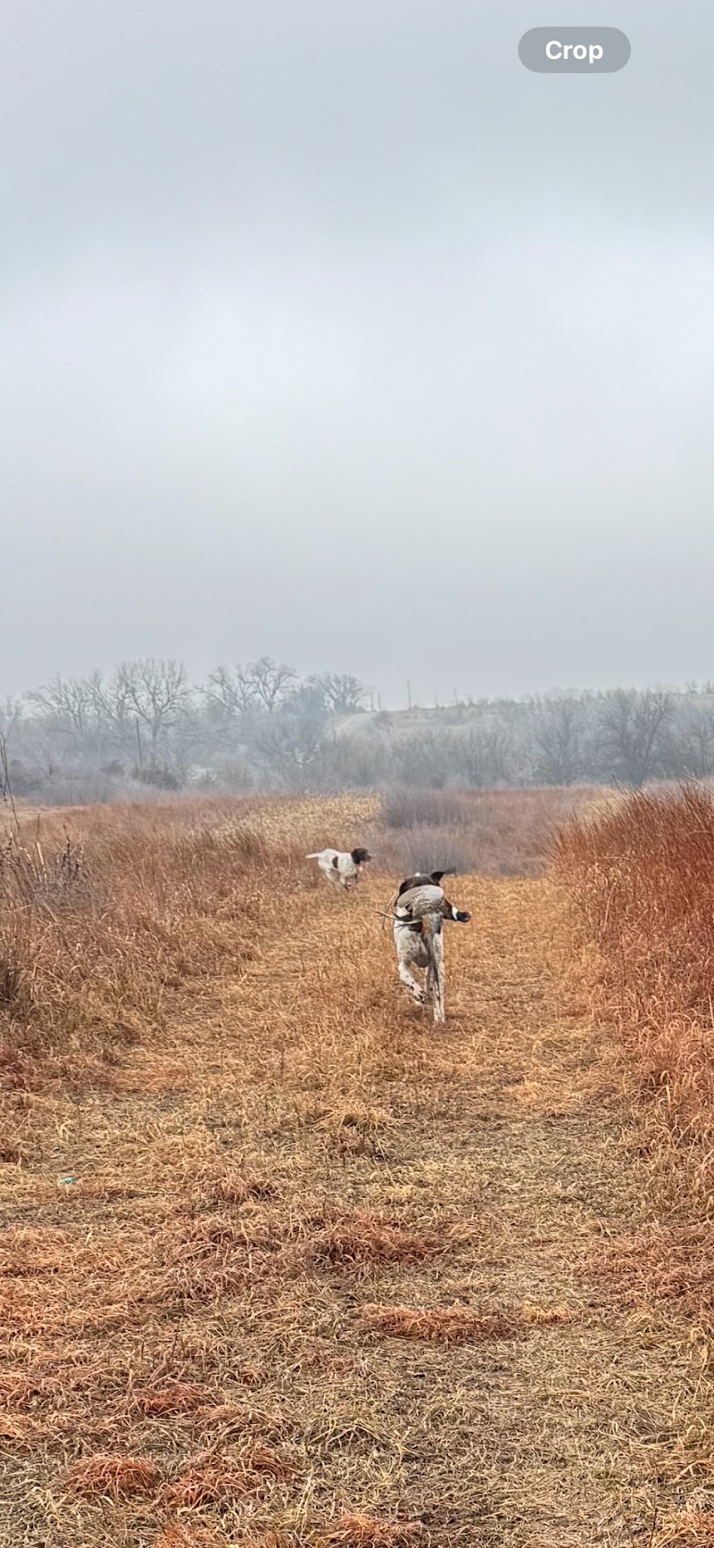Kansas Creek Gamebirds - Photo 5