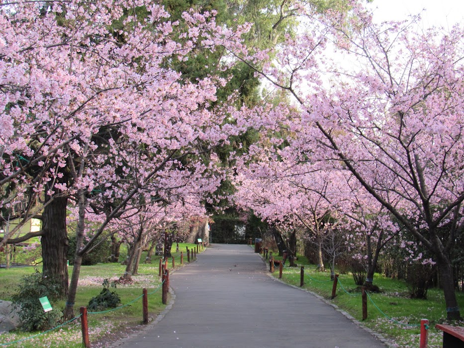 Jardín Japonés fotoğraf 1