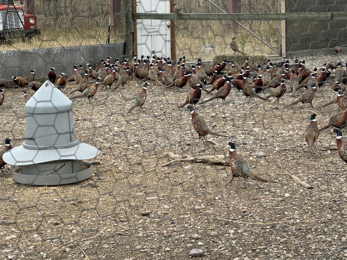 SANBORN'S FISH KREEK RANCH