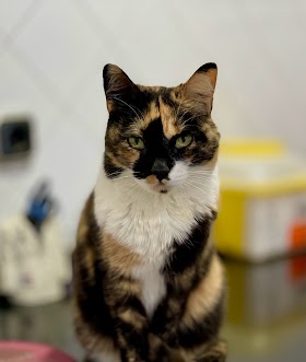 Medivet Clínica Veterinaria Los Llanos Albacete