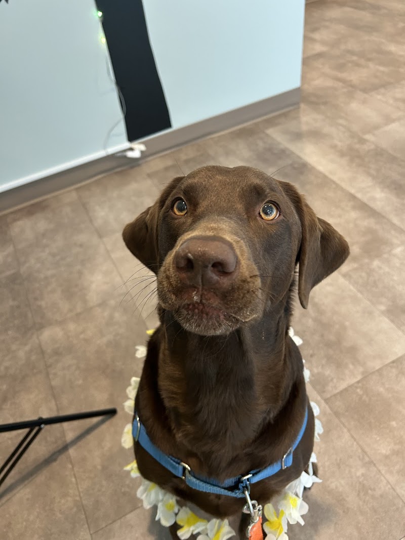 Pet Health of Hampstead