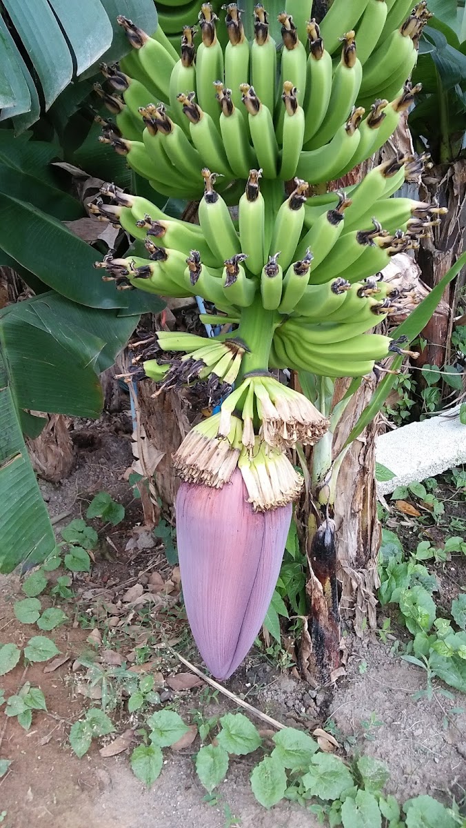 Sun Agro Resort & Villa Google photo 5